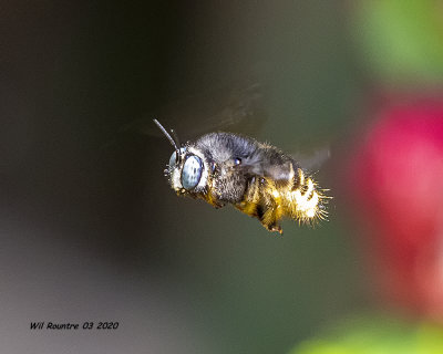 5F1A7064 Horsefly-like Carpenter Bee Xylocopa tabaniformis parkinsoniae  .jpg