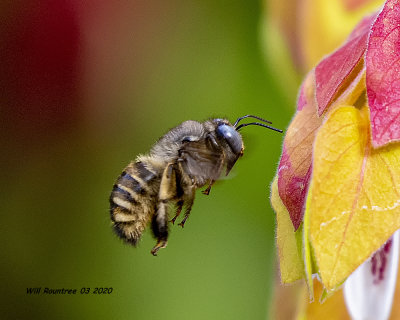5F1A7082 Horsefly-like Carpenter Bee Xylocopa tabaniformis parkinsoniae .jpg