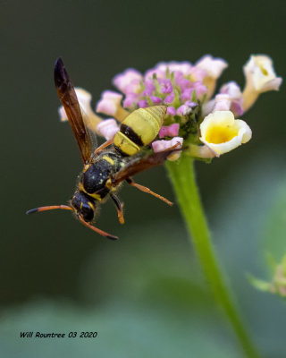 5F1A7500 Potter and Mason Wasps (Eumeninae) . jpg.jpg