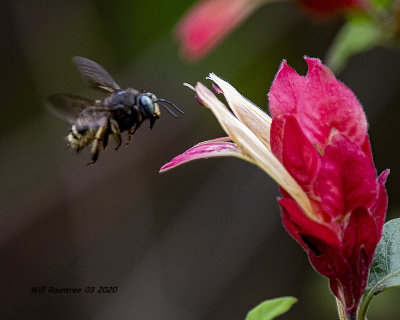 5F1A7567 Horsefly-like Carpenter Bee Xylocopa tabaniformis parkinsoniae  .jpg