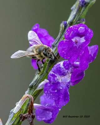 5F1A7640 Honey bee on Porterweed .jpg