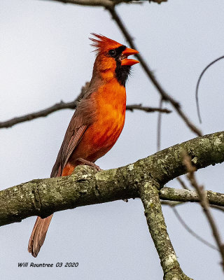 5F1A7925 Northern Cardinal .jpg