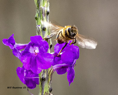 5F1A8123 Honey Bee .jpg