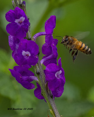 5F1A8464 Honey Bee .jpg