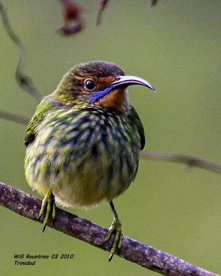 IMG_6097 Purple Honeycreeper .jpg