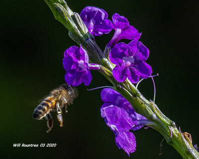5F1A8513 Honey Bee .jpg