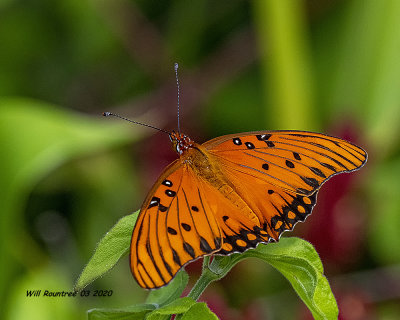 5F1A8561 Gulf Fritillary .jpg