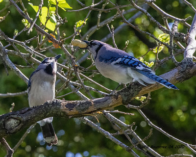 5F1A8801 Bluejay and son .jpg