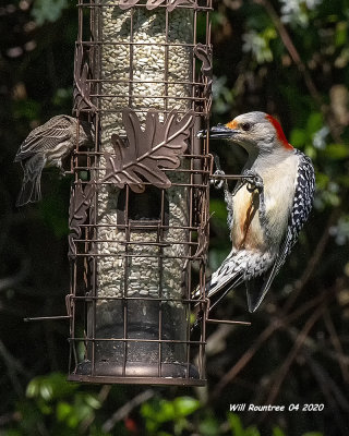 5F1A9538 Red-bellied Woodpecker .jpg