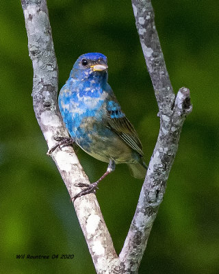 5F1A0061 Indigo Bunting .jpg