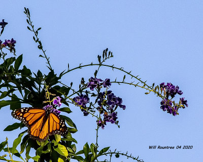 5F1A0271 Monarch .jpg