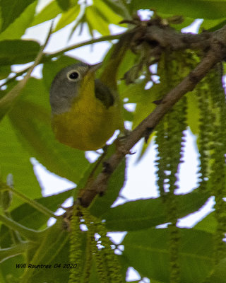 5F1A0566 Nashville Warbler .. maybe .jpg