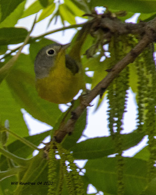 5F1A0566  Nashville Warbler .. maybe  .jpg