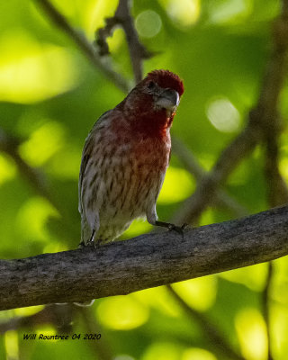 5F1A0774 House Finch .jpg