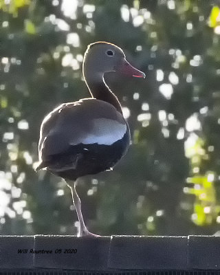 5F1A1603 Black-bellied Whistling Duck .jpg
