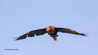5F1A1751 Black-bellied Whistling Duck .jpg