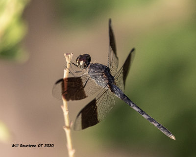 5F1A2103 Band-winged Dragonlet m .jpg