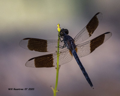 5F1A2107 Band-winged Dragonlet m .jpg