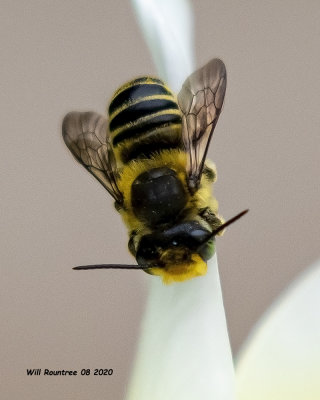 5F1A2382 Leafcutter Bee .jpg