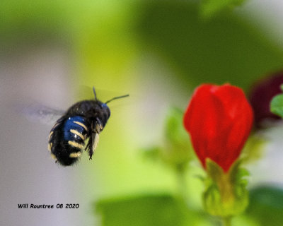 5F1A2537  Horsefly-like Carpenter Bee (Xylocopa tabaniformis)  Xylocopa tabaniformis parkinsoniae .jpg