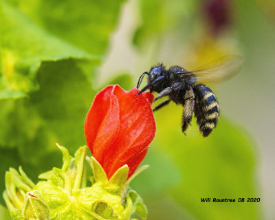 5F1A2549  Horsefly-like Carpenter Bee (Xylocopa tabaniformis)  Xylocopa tabaniformis parkinsoniae .jpg