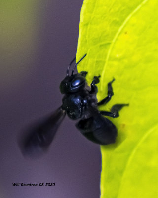 5F1A2554 small black bee .jpg
