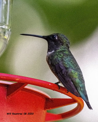 5F1A2820 Ruby-throated Hummingbird .jpg