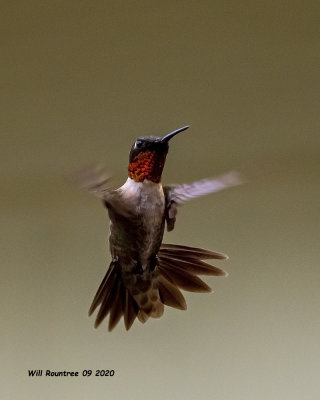 5F1A3130 Ruby-throated Hummingbird .jpg