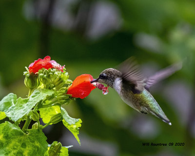 5F1A3817 Ruby-throated Hummingbird .jpg