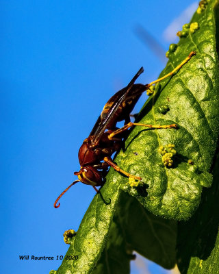 Paper Wasps (Polistes)