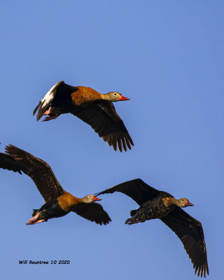 5F1A3935 Black bellied Whistling Duck .jpg