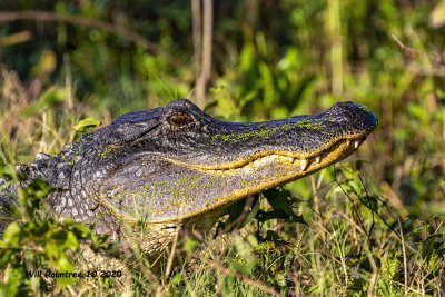 5F1A3958 American Alligator .jpg