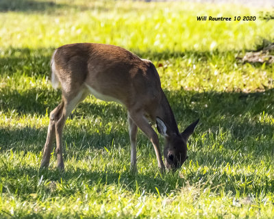 5F1A4020 White-tail Deer . jpg.jpg