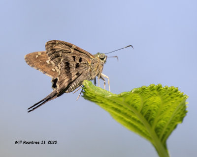 5F1A4213 Long-tialed Skipper posing for a mate .jpg