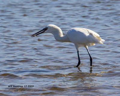 5F1A5028 White morph Reddish Egret .jpg