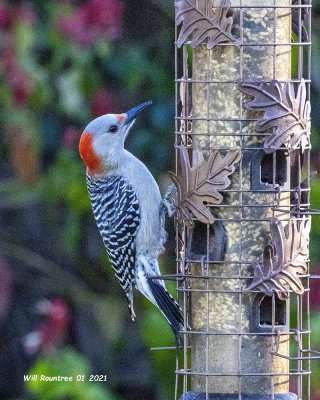 5F1A5531 Red-bellied Woodpecker .jpg