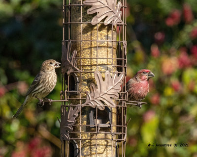 5F1A5654 M and F House Finches .jpg