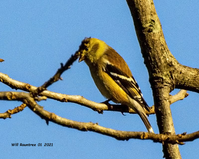 5F1A5664 American Goldfinch .jpg