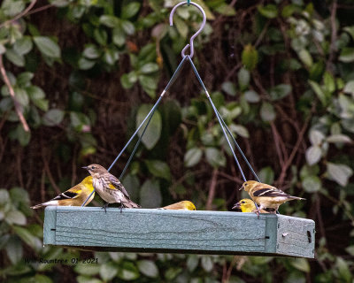 5F1A5893 Yellow-rump Warbler with Goldfinches .jpg