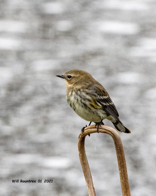 5F1A6074 Yellow-rumped Warbler .jpg