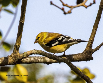 5F1A6125 American Goldfinch .jpg