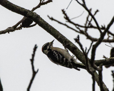 5F1A6172 Downy Woodpecker .jpg
