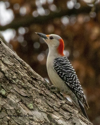 5F1A6368 Red-bellied Woodpecker  .jpg