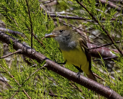 5F1A6953 Great Crested Flycatcher .jpg