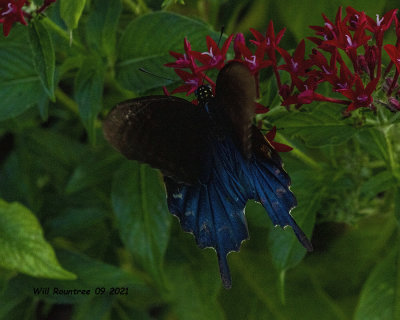 5F1A8283 Pipevine Swallowtail .jpg