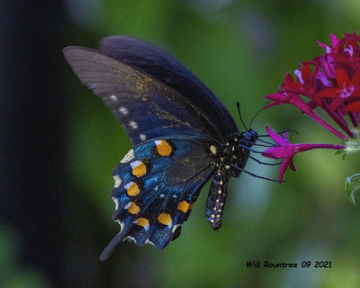 5F1A8301 Pipevine Swallowtail .jpg