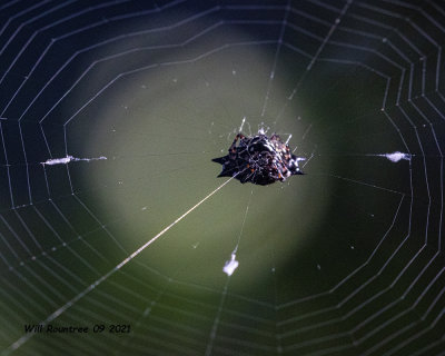 5F1A8321 Crab spider .jpg
