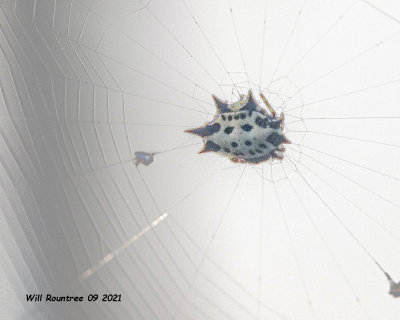 5F1A8323 Crab spider .jpg