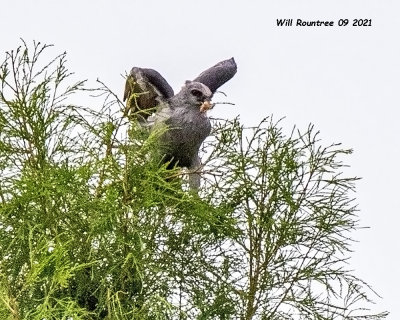 5F1A8449 Mississippi Kite with crawfish maybe .jpg