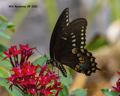 5F1A8507 Spicebush Swallowtail .jpg